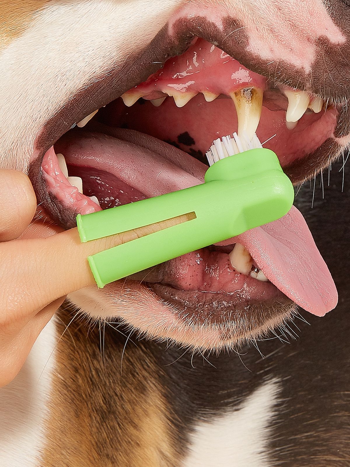 Dental Hygiene Kit for Pet (Multicolor, Set of 3)