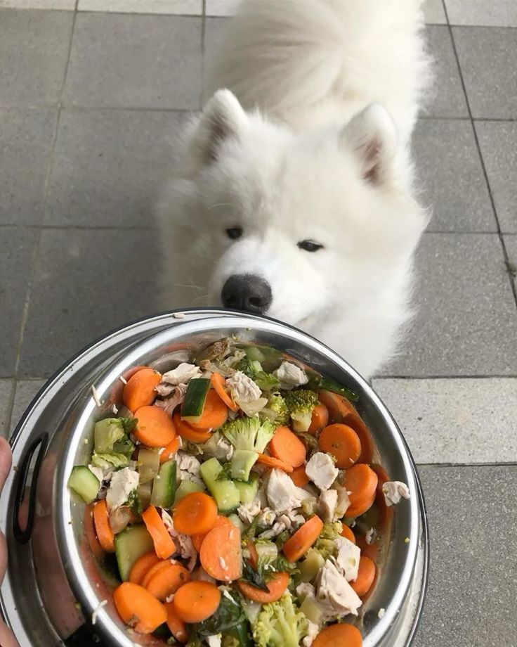 Stainless Steel Feeding Bowl for Pet (Multicolor, 1200 ml)